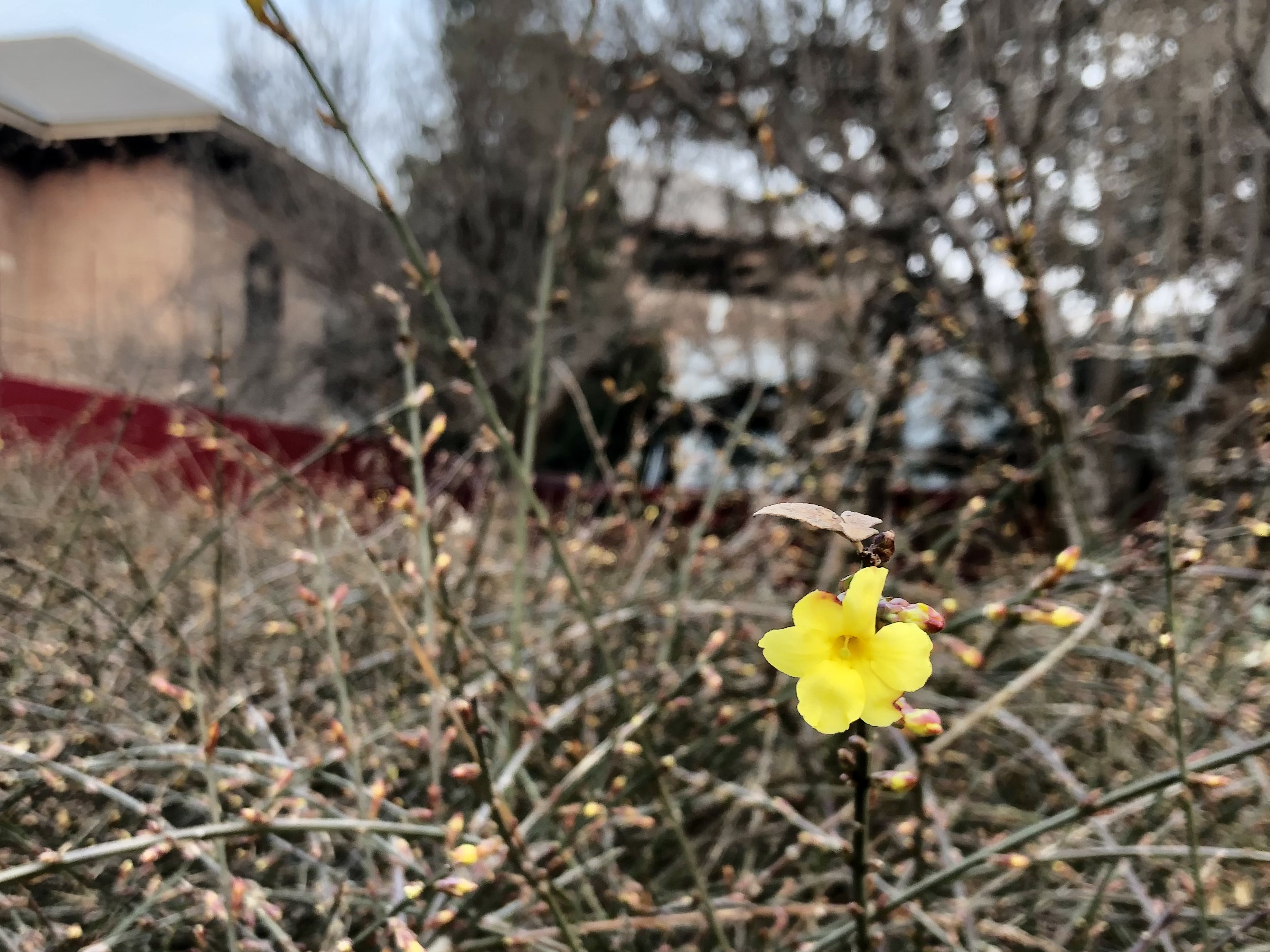 2月27日的迎春花